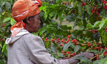 Load image into Gallery viewer, Ethiopian Coffee Plant