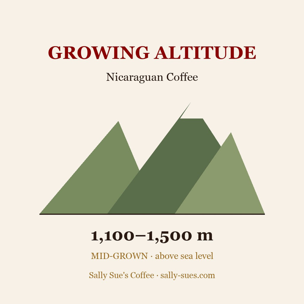 Nicaraguan Coffee growing altitude 1,100–1,500 m