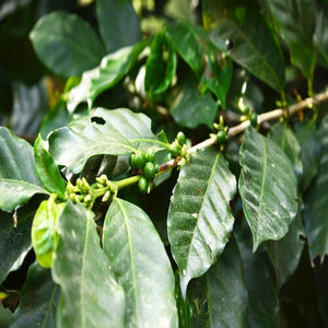 Organic Fair Trade Honduran - Sally Sue's Coffee