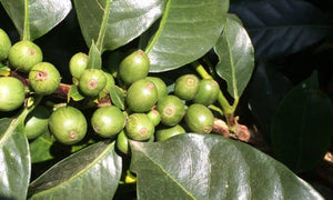 Organic Fair Trade Swiss Water Processed Guatemalan Decaf - Sally Sue's Coffee