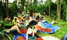 Load image into Gallery viewer, Organic Fair Trade Sumatran - Sally Sue&#39;s Coffee
