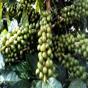 Organic Fair Trade Nicaraguan Coffee - Sally Sue's Coffee