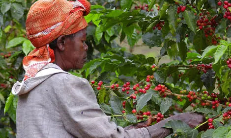 Ethiopian Coffee Plant
