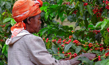Load image into Gallery viewer, Organic Fair Trade Ethiopian - Sally Sue&#39;s Coffee
