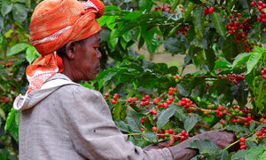 Organic Fair Trade Ethiopian - Sally Sue's Coffee